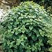 Lemon Balm Seeds