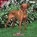 2009 Vizsla Wall Calendar