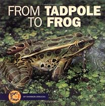 From Tadpole To Frog