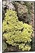 Canvas Prints of Alyssum Saxatile Citrinum from Mary Evans