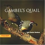 Gambels Quail (Look West Series)