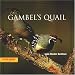 Gambel's Quail (Look West Series)
