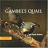 Gambel's Quail (Look West Series)