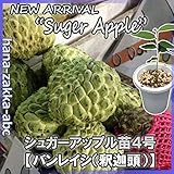 超レアな果樹 シュガーアップル・苗 4号鉢 【果樹苗・実生苗】【釈迦頭(シャカトウ)】【送料無料】