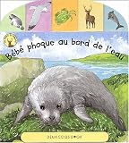 B�b� phoque au bord de l'eau