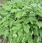 Hosta Pinapple Pole