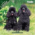 Poodle 2007 Wall Calendar