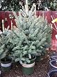 Colorado Blue Spruce "Fat Albert" Potted Five Gallon Tree