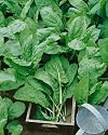 Sorrel, Large Leaf (Rumex acetosa) Seeds - Rumex Acetosa - 0.5 Grams - Approx 450 Gardening Seeds - Vegetable Garden Seed