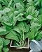 Sorrel, Large Leaf (Rumex acetosa) Seeds - Rumex Acetosa - 0.5 Grams - Approx 450 Gardening Seeds - Vegetable Garden Seed