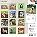 Cairn Terriers 2015 Square 12x12 (Multilingual Edition)