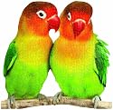 Jigsaw Shaped Puzzle 500 Pieces 24"X23"-Lovebirds