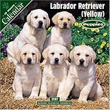 Yellow Labrador Puppies 2007 Wall Calendar