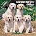 Yellow Labrador Puppies 2007 Wall Calendar