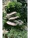 Photographic Prints of FUNGI - Oyster Mushroom on tree stump from Ardea Wildlife Pets