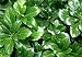 Japanese Spurge 4 Plants -Pachysandra-Hardy Groundcover
