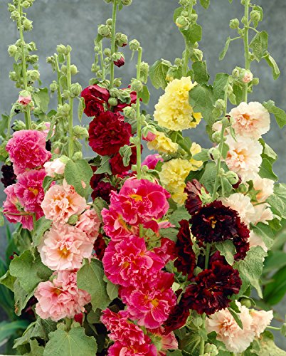 0.5g (Approx. 50) Hollyhock 0.5g (Approx. 50) Hollyhock