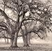 Two-Hearted Oak: The Photography of Roman Loranc