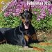 Doberman (US) 2011 Wall Calendar #10034-11