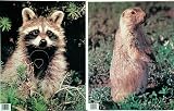 Martin Archery Game Targets / Squirrel