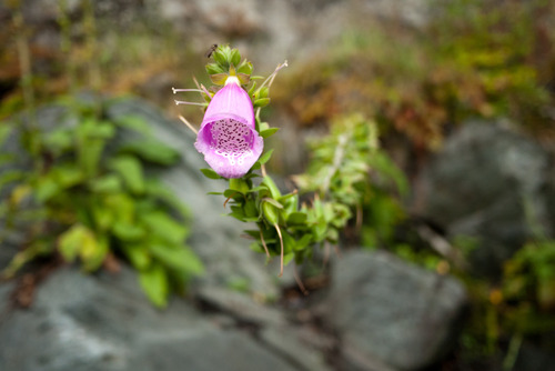 beautiful flower