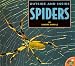 Outside And Inside Spiders