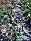 Sensation Lilac Premium Five Gallon