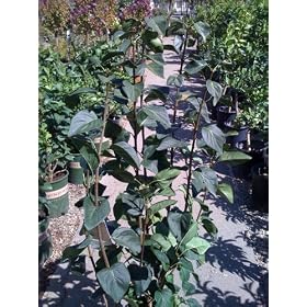 Sensation Lilac Premium Five Gallon by 
