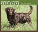 Labrador Retrievers, Chocolate 2008 Boxed Calendar