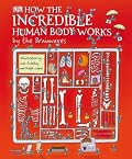 How the Incredible Human Body Works . . . By the Brainwaves