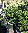 Dwarf Campbell Valencia Orange Tree -- 12 by 12 Inch Container Bush Form by Monrovia Growers