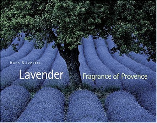 lavender fragrance of provence
