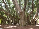 FICUS Benghalensis 