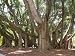 FICUS Benghalensis "Indian Banyan tree" 25 Seeds