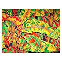 Caribbean Crotons by Daniel Jean-Baptiste- 25x19"