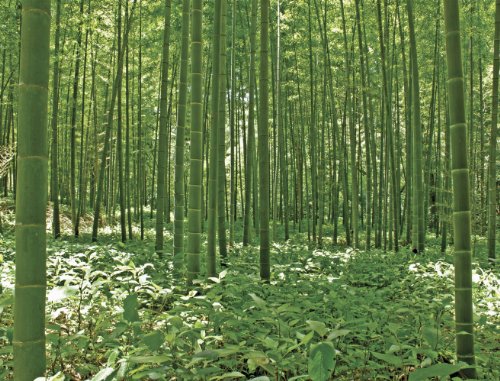 Brewster UMB91133 96-Inch by 126-Inch Bamboo Forest Wall Mural