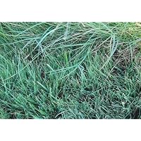 David's Native Texas Lawn and Garden Mix Habiturf 10 Ounces per Order