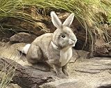 Cottontail Rabbit