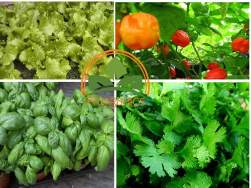 Coriander, Albahaca, Lettuce and Aji Dulce, 400 seeds total by Prorganics Seeds Coriander, Albahaca, Lettuce and Aji Dulce, 400 seeds total by Prorganics Seeds