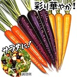 【メール便配送】　国華園　野菜たね　ニンジン　F1カラフル人参ミックス　1袋(ペレット種子100粒入)
