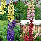 宿根ルピナス：ギャラリー4色8株セット