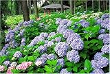 1000ピース 三室戸寺 RS-13-209