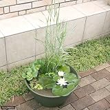 (ビオトープ/水辺植物)ビオトープレイアウトセット ライズボールプランター 450 ハーブグリーン スイレン白付 本州・四国限定[生体]
