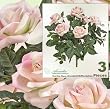 Three 21" Artificial Rose Silk Flower Bushes Wedding Decor _ Rose Pink