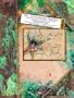 Lady Cottington's Pressed Fairy Book : 10 3/4 Anniversary Edition