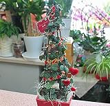 クリスマスツリー　ハートカズラのクリスマス風　ツリー　４号鉢植え「赤」