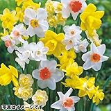 国華園　芳香水仙お楽しみ福袋(品種見計らい・名称付)　40球