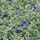 ビンカ マジョール バリエガータ3号6株セット