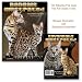 Bengals Illustrated - Bengal Cats and Savannahs Illustrated - Savannah Cats