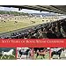 Sixty Years of Royal Welsh Champions: A Celebration of Welsh Pony and Cob Champions, 1947-2007